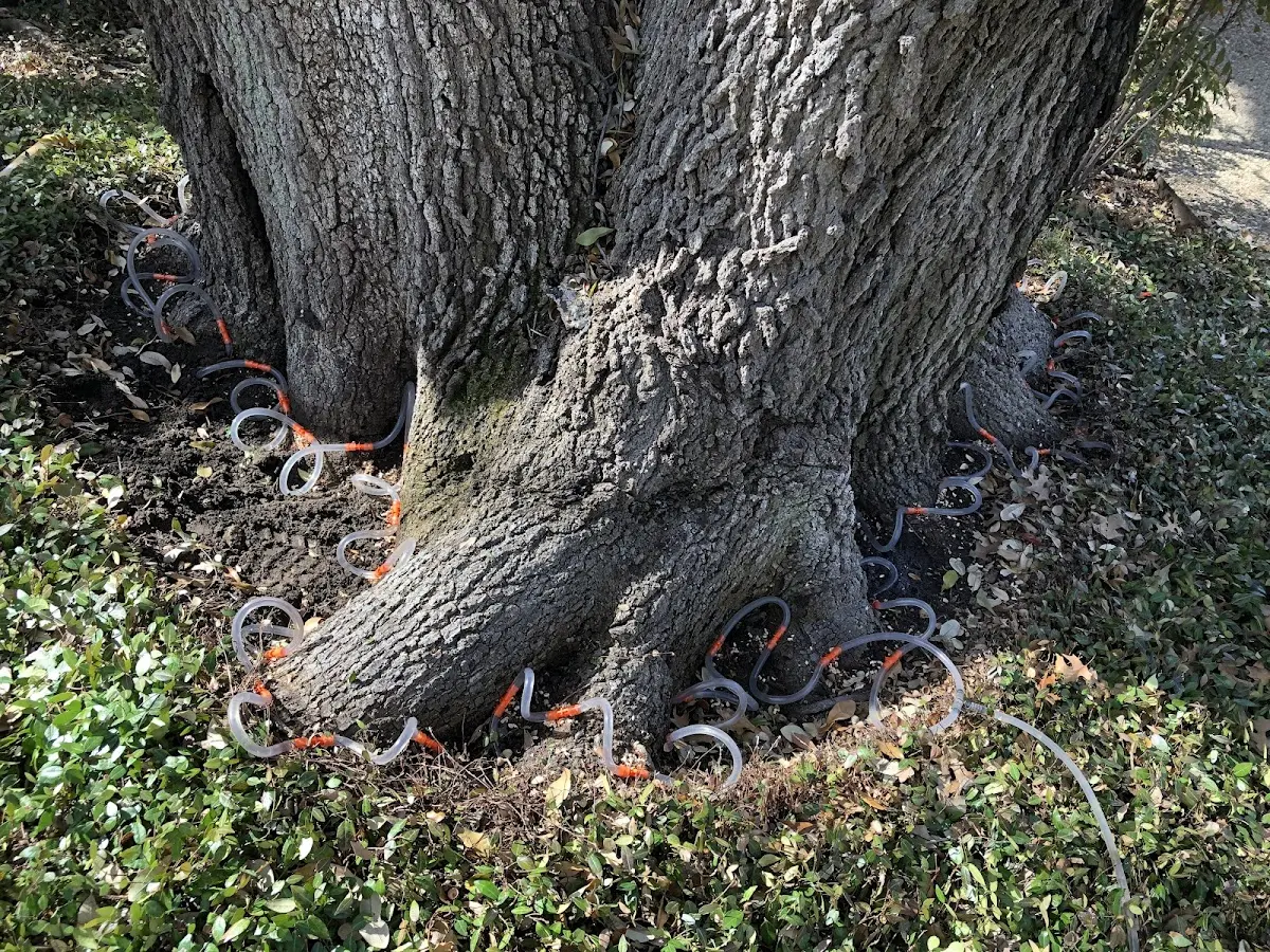 Detailed Tree Cabling and Bracing job site in Ponchatoula