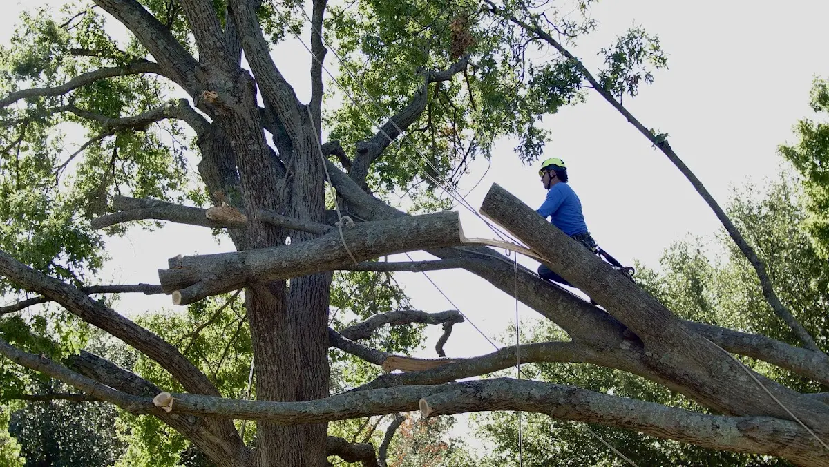 Professional Crown Thinning performed by certified arborists in Ponchatoula