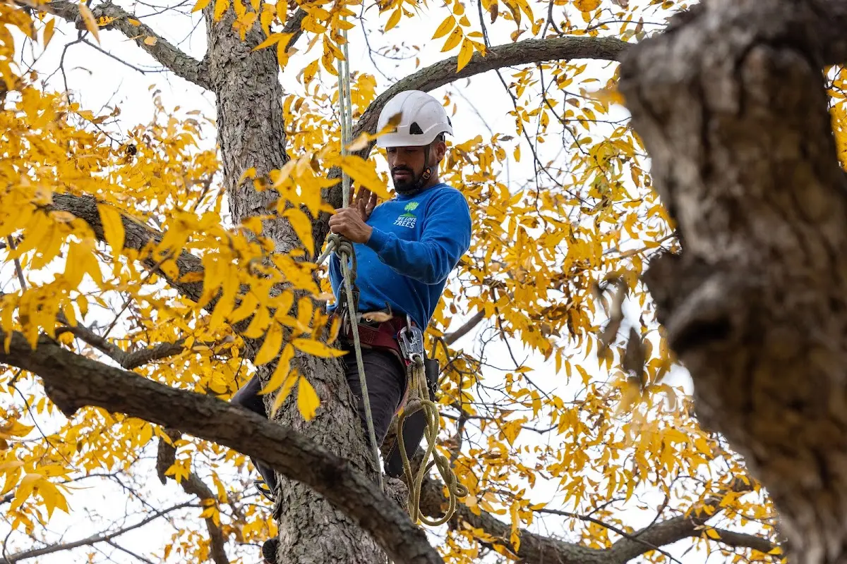 Skilled Tree Planing crew working in Ponchatoula